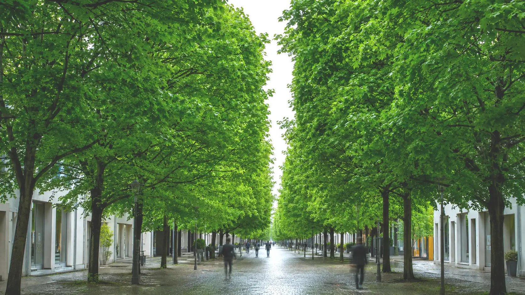 Baumbestandene Innenstadtstraße bei Regen, einzelne Passanten von hinten